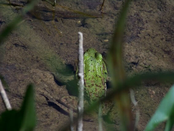 Photo of a frog in the wetlands of Mackinaw Mill Creek Camping in Mackinaw City, MI. © 2016 Frank Rogala.