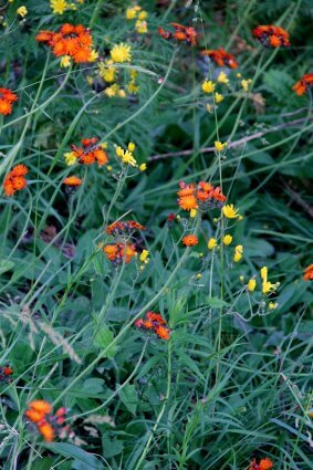 Photo of orange and yellow wildflowers at Mackinaw Mill Creek Camping in Mackinaw City, MI. © 2016 Frank Rogala.