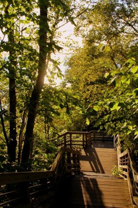 Photo of the stairway at Cut River Bridge in the Upper Peninsula of Michigan. © 2016 Frank Rogala.