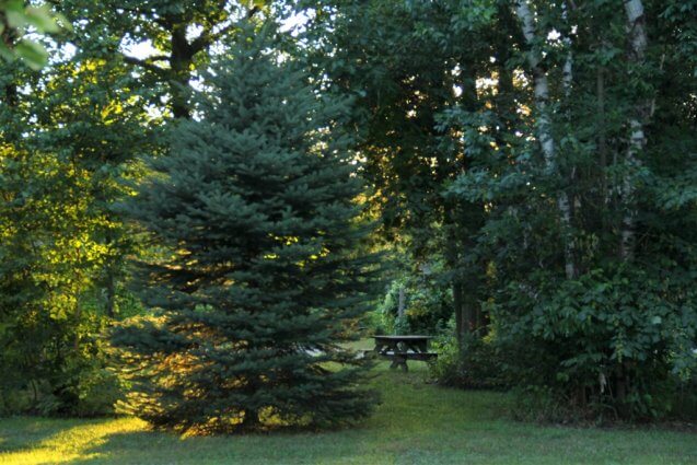 Photo of a vacant campsite at Mackinaw Mill Creek Campin in Mackinaw City, MI. © 2016 Frank Rogala.