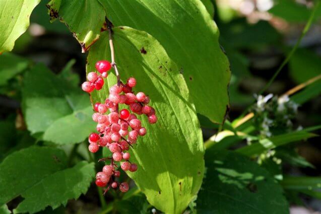 Photo of berries on the State Historical Preserve of Mackinac Island. © 2016 Frank Rogala.