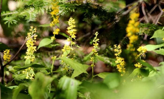 Photo of wildflowers on Mackinac Island. © 2016 Frank Rogala.