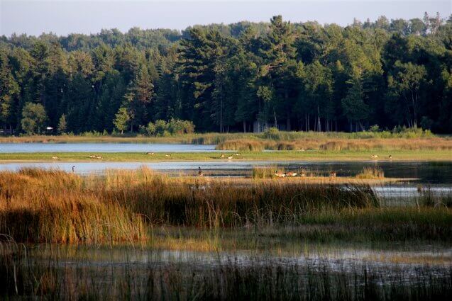 Photo of Canadian Geese in the wetland bay at Mackinaw Mill Creek Camping in Mackinaw City, MI. © 2016 Frank Rogala.