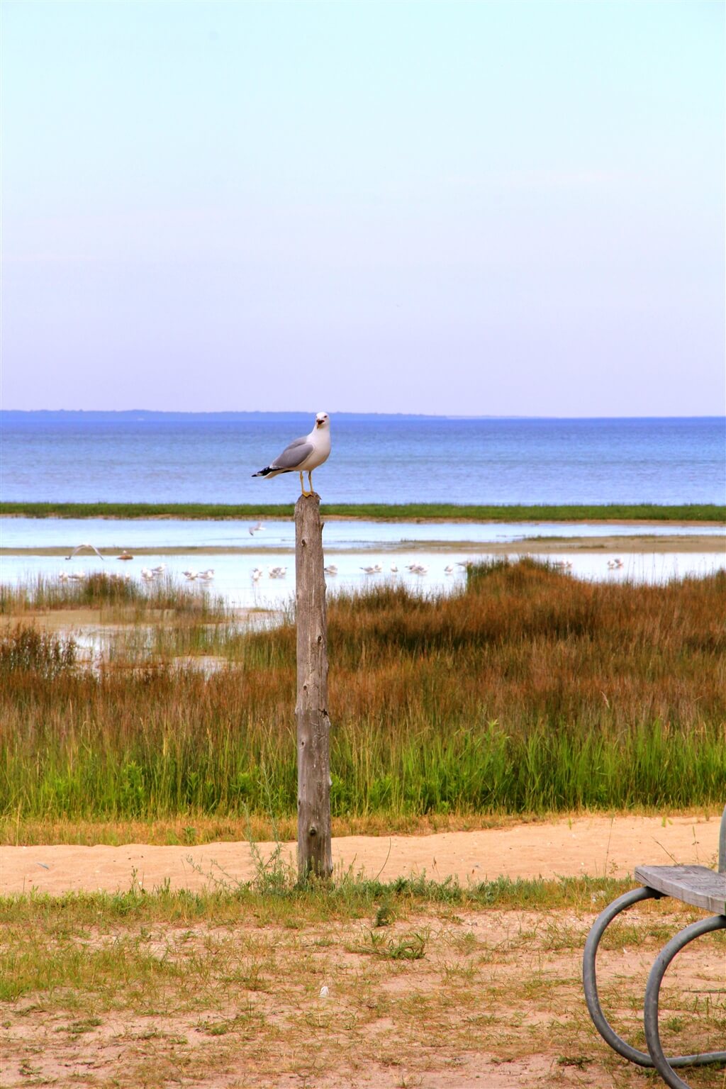 Photo of a seagull on a post at Mackinaw Mill Creek Camping in Mackinaw City, MI. © 2016 Frank Rogala.