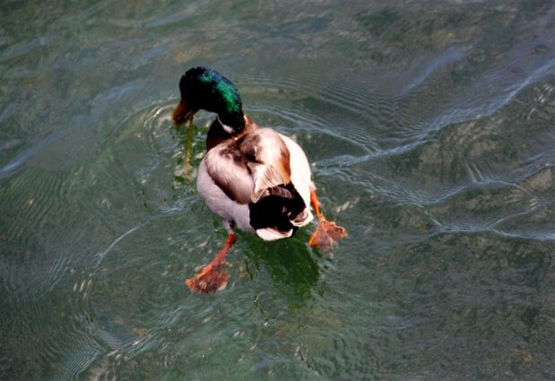 Photo of a Mallard Duck at Mackinaw Mill Creek Camping in Mackinaw City, MI. © 2016 Frank Rogala.