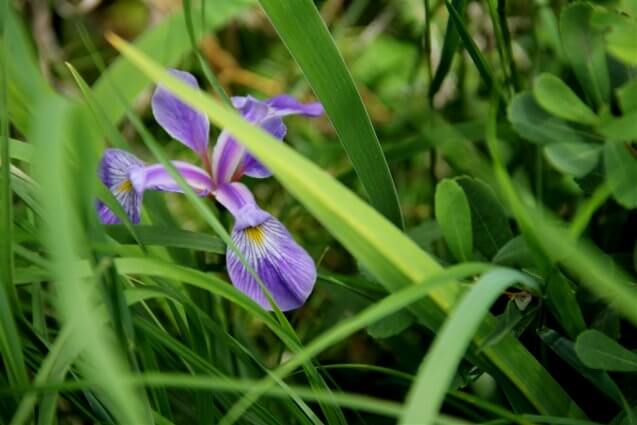Photo of a purple iris at Mackinaw Mill Creek Camping in Mackinaw City, MI. © 2016 Frank Rogala.