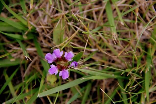 Photo of purple wildflowers at Mackinaw Mill Creek Camping in Mackinaw City, MI. © 2016 Frank Rogala.