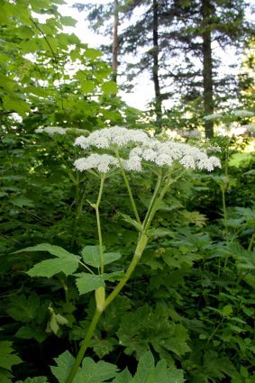 Photo of Queen Anne's Lace on a foot trail at Mackinaw Mill Creek Camping in Mackinaw City, MI. © 2016 Frank Rogala.