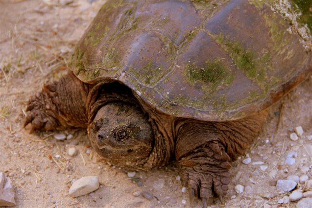 Photo of a snapping turtle at Mackinaw Mill Creek Camping in Mackinaw City, MI. © 2016 Frank Rogala.