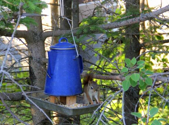 Photo of a squirrel eating from a squirrel feeder at Mackinaw Mill Creek Camping in Mackinaw City, MI. © 2016 Frank Rogala.