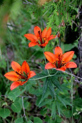 Photo of wild Tiger Lillies at Mackinaw Mill Creek Camping in Mackinaw City, MI. © 2016 Frank Rogala.