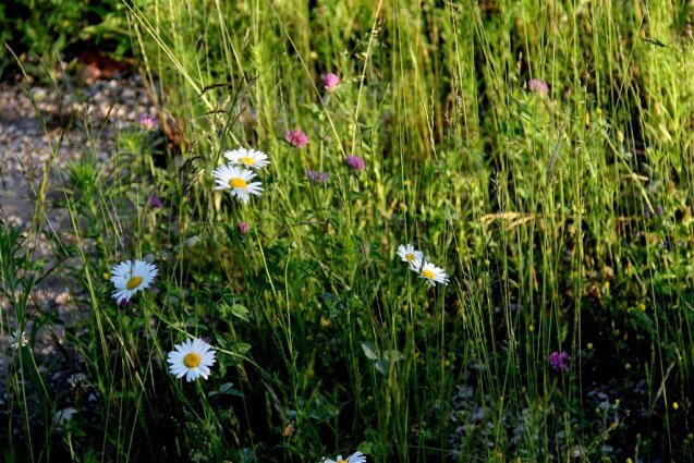 Photo of wild white daisies on a foot trail at Mackinaw Mill Creek Camping in Mackinaw City, MI. © 2016 Frank Rogala.