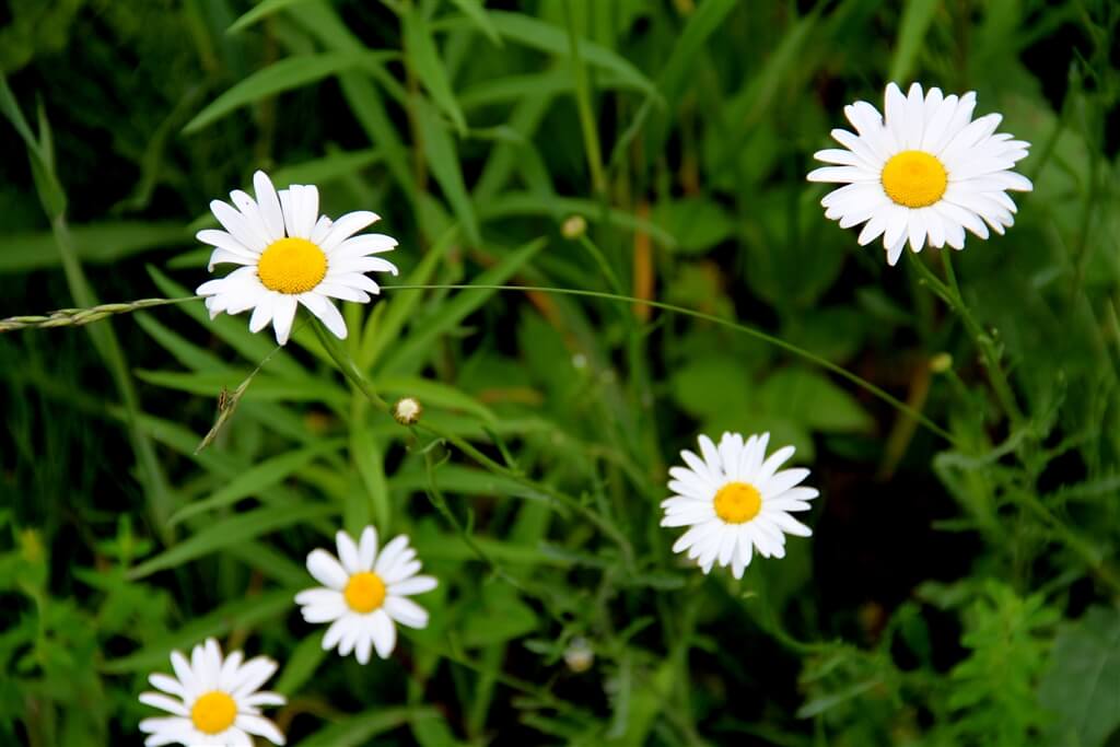 Photo of wild white daisies, close-up, at Mackinaw Mill Creek Camping in Mackinaw City, MI. © 2016 Frank Rogala.