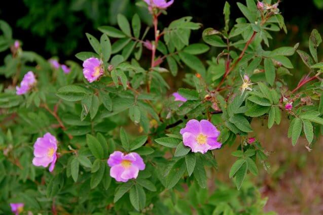 Photo of wildflowers at Mackinaw Mill Creek Camping in Mackinaw City, MI. © 2016 Frank Rogala.