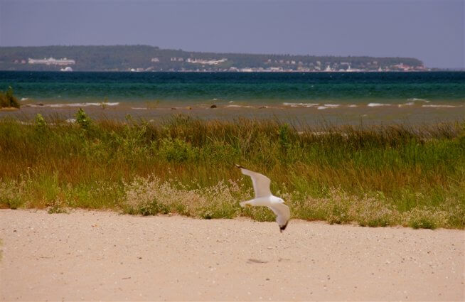 Photo of a gull in flight over the sandy beaches at Mackinaw Mill Creek Camping in Mackinaw City, MI. © 2016 Frank Rogala.