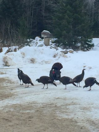 Photo of wild turkeys Mackinaw Mill Creek Camping