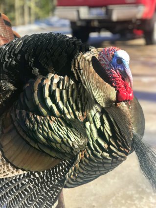 Photo of Wild Turkey Mackinaw Mill Creek Camping