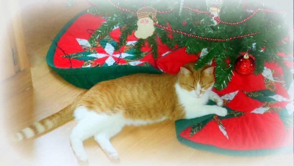 Alley Cat under the Christmas Tree.