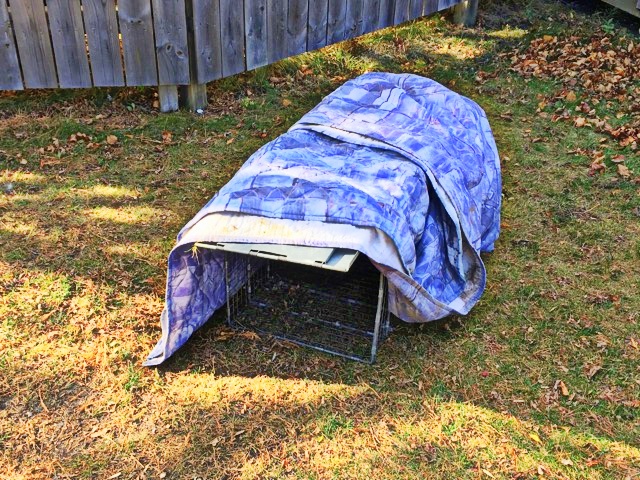 Live trap is set and covered.