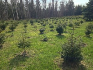 New planting of trees at Mackinaw Mill Creek Camping. Copyright (©) 2014 Mackinaw Mill Creek Camping and Frank Rogala. All rights reserved.